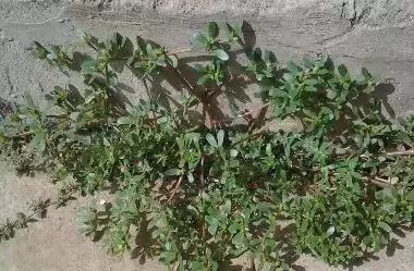 一种野菜治一种病，还能养颜瘦下10斤！为了家人，赶紧收藏！