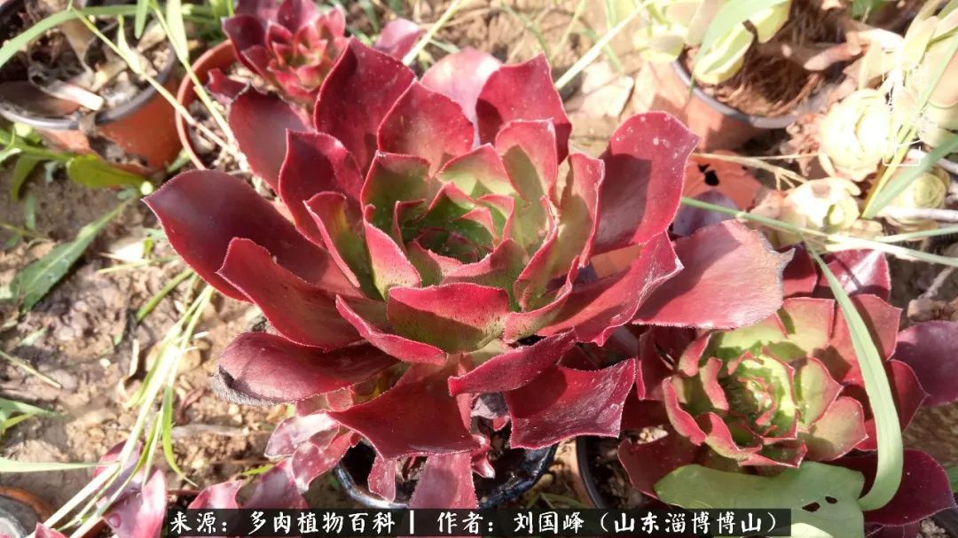 多肉安全度夏技巧,多肉如何度夏教学