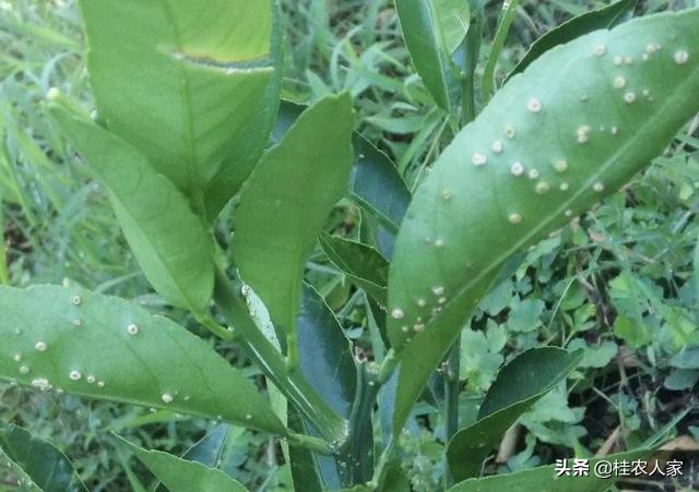 这个病害如果预防不到位,会对今年柑橘的产量和品质带来很大影响