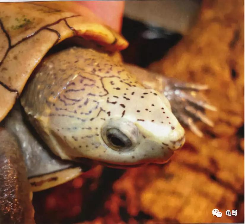 蛋龟之王巨头蛋龟,果核蛋龟新蛋龟之王