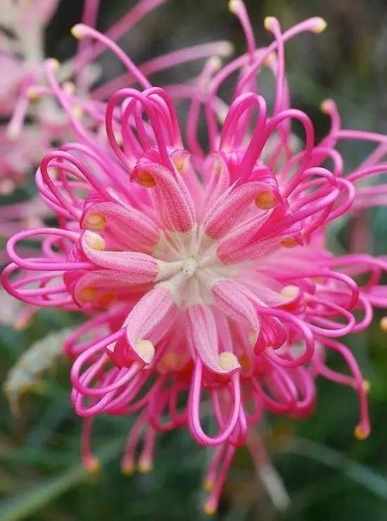 花中君子梅兰竹菊绝佳诗词,梅兰竹菊绝美诗句