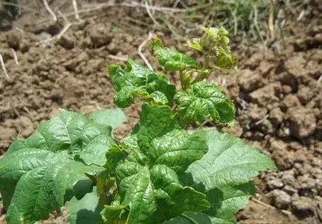 夏黑葡萄各个时间防哪些虫害,葡萄14种常见虫卵图解