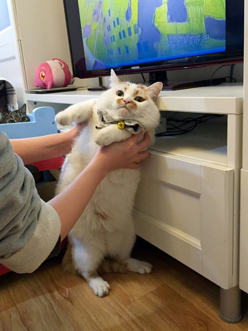 猫狗混养为啥一般都是猫打狗,猫狗第一天见面猫打狗好吗