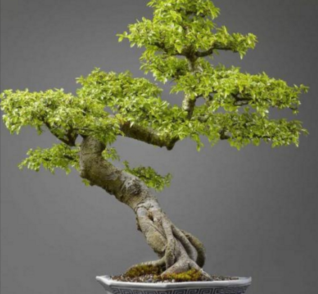 疙瘩树盆景造型图片,荆条疙瘩盆景怎样制作