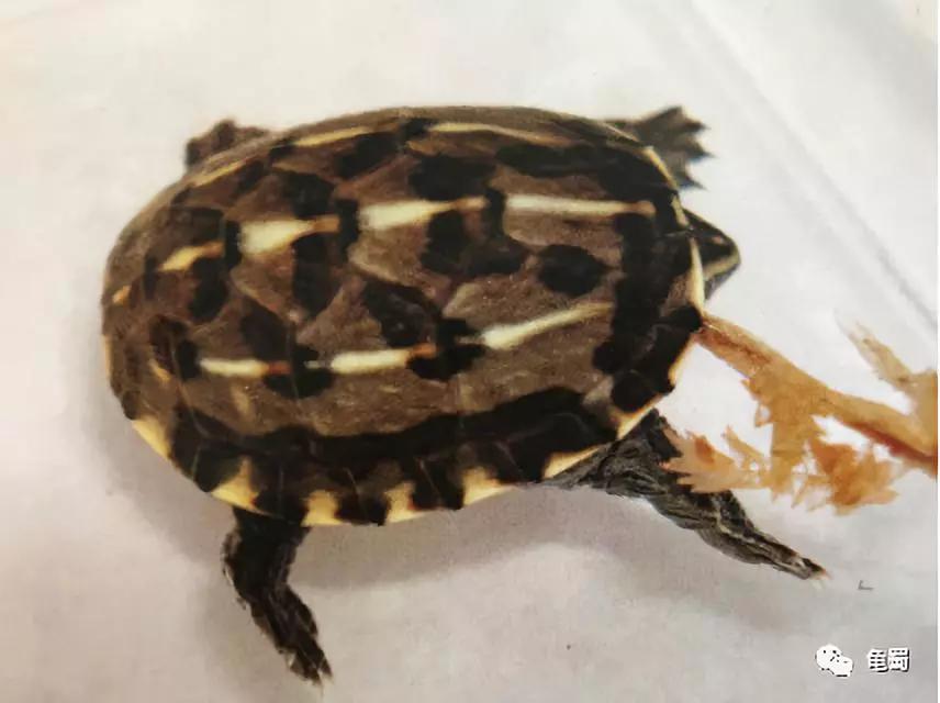 蛋龟之王巨头蛋龟,果核蛋龟新蛋龟之王