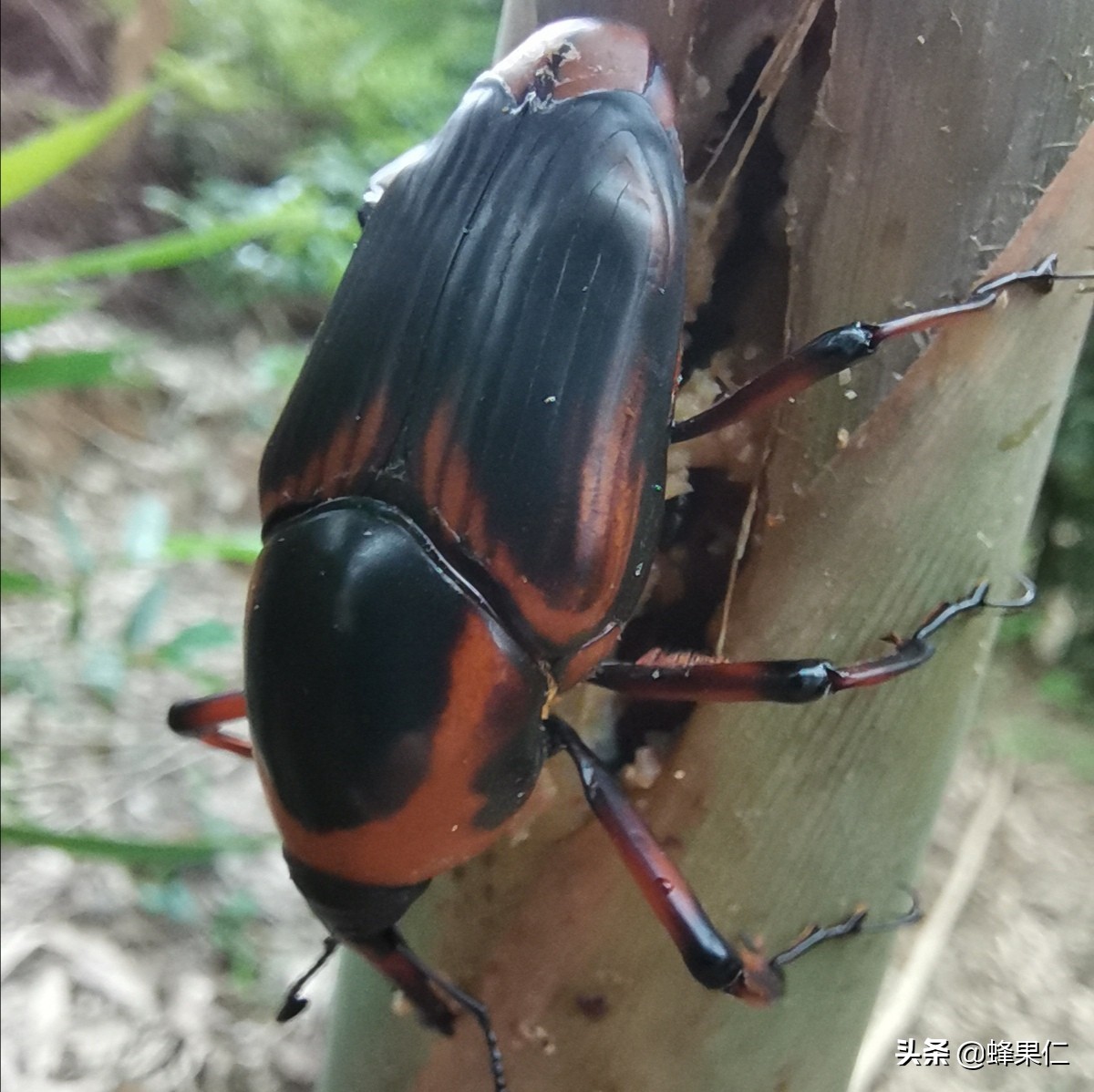 种什么竹可以吃竹笋,家庭种植竹子的竹笋能吃吗