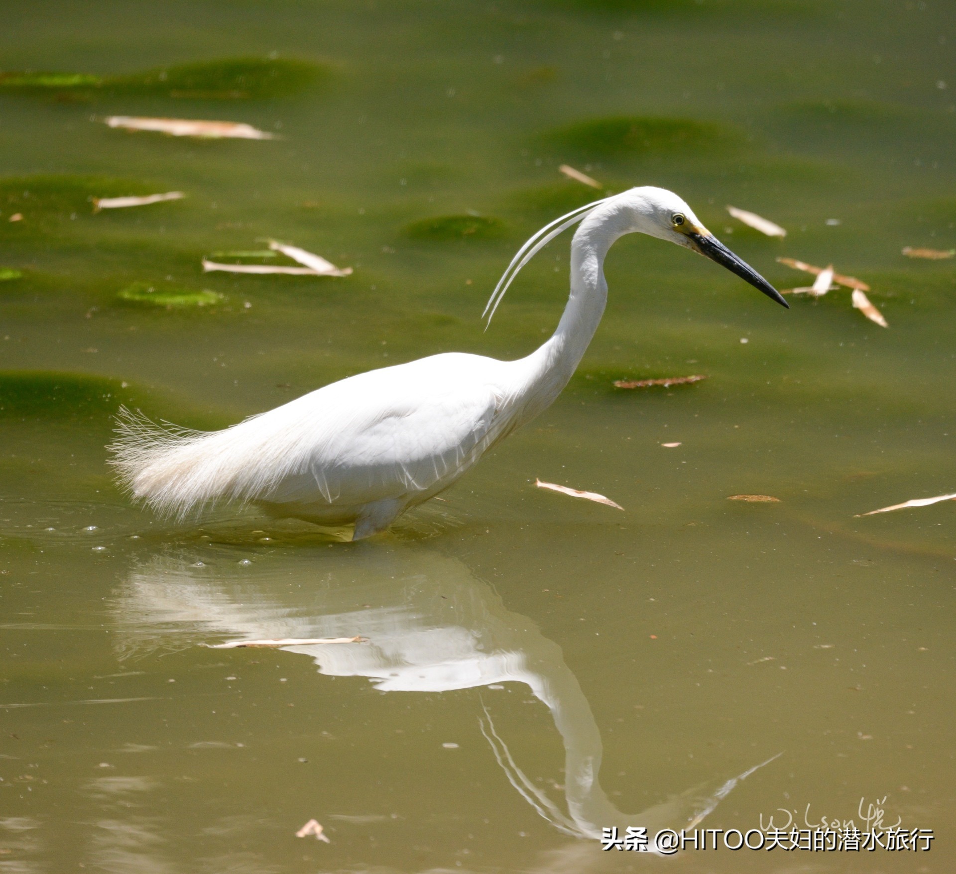 先有黑水祠，再有昆明城，来黑龙潭看奇景异木|自驾游记4