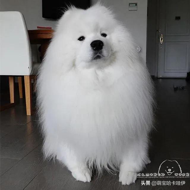 萨摩耶和柯基谁长得大,萨摩耶和柯基哪个长得大