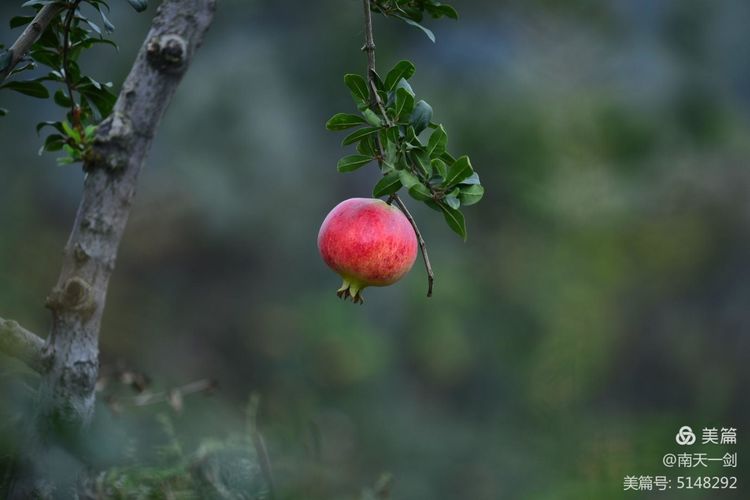 石榴一般几月份熟,石榴怎么判断熟了