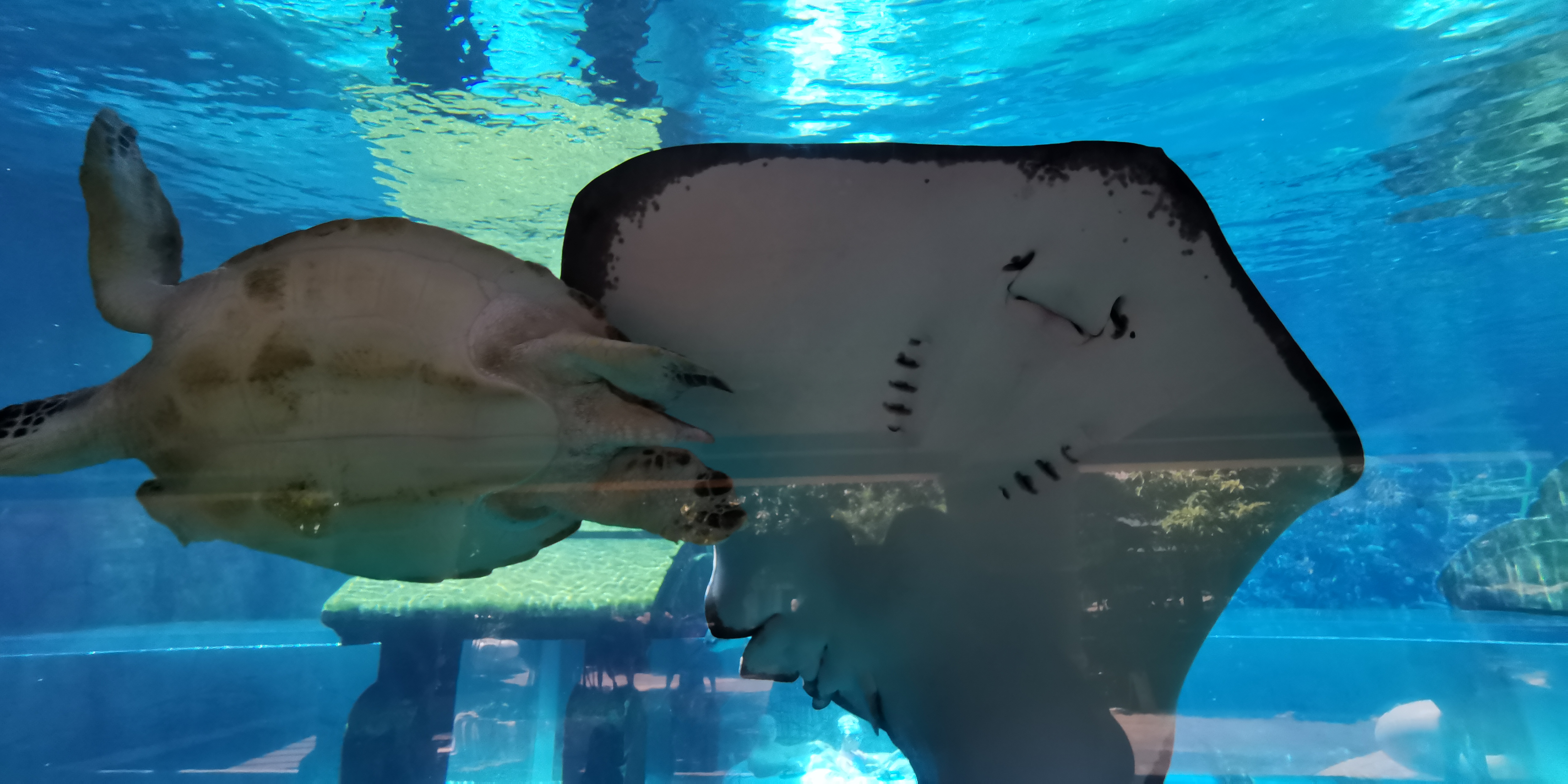 三亚海棠湾亚特兰蒂斯,三亚海棠湾和泓海棠府