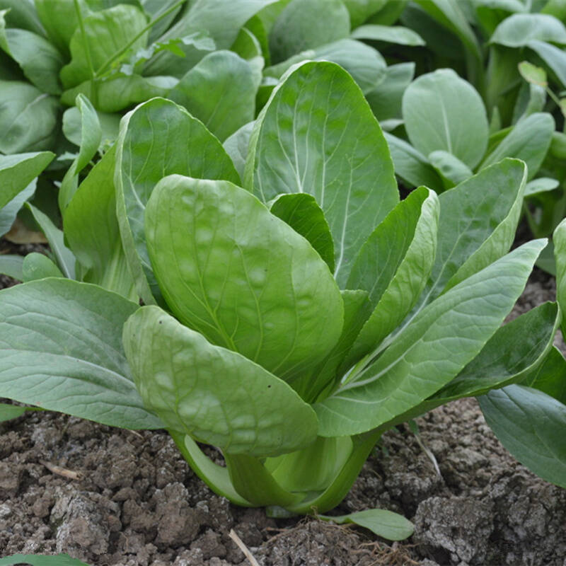 叶菜品类表,叶菜类一览表