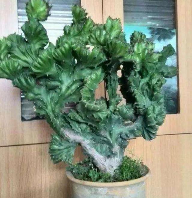 养玉麒麟的正确方法,玉麒麟四季常青