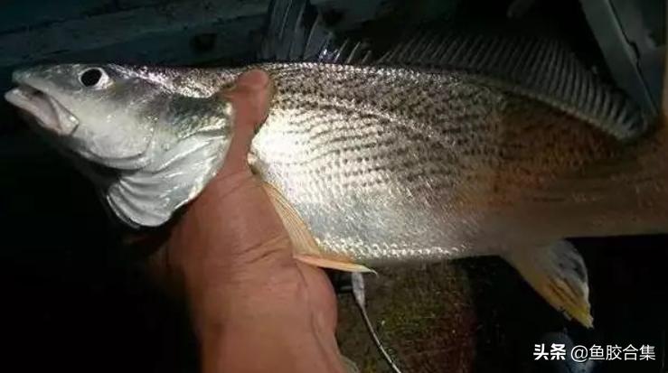 鱼胶花胶本港白花胶,小白花胶跟白花胶是一种鱼胶吗