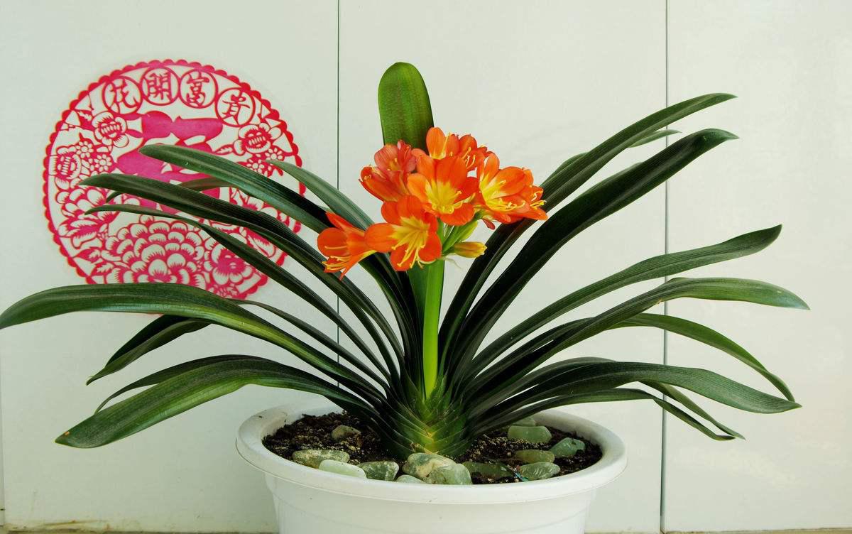 用什么擦植物叶子最好,怎么把植物的叶片养得绿油油