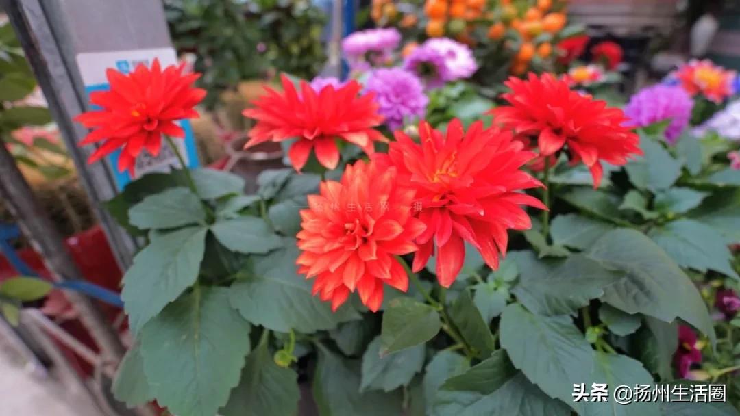 2元花盆批发清仓,2元花卉批发市场