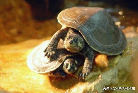 养乌龟新手入门养什么龟,新手养乌龟推荐养什么样的龟