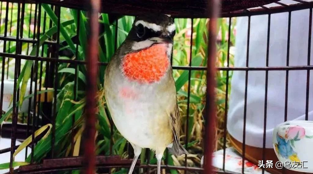 (鸟友汇)养靛颏鸟常见的处理方法