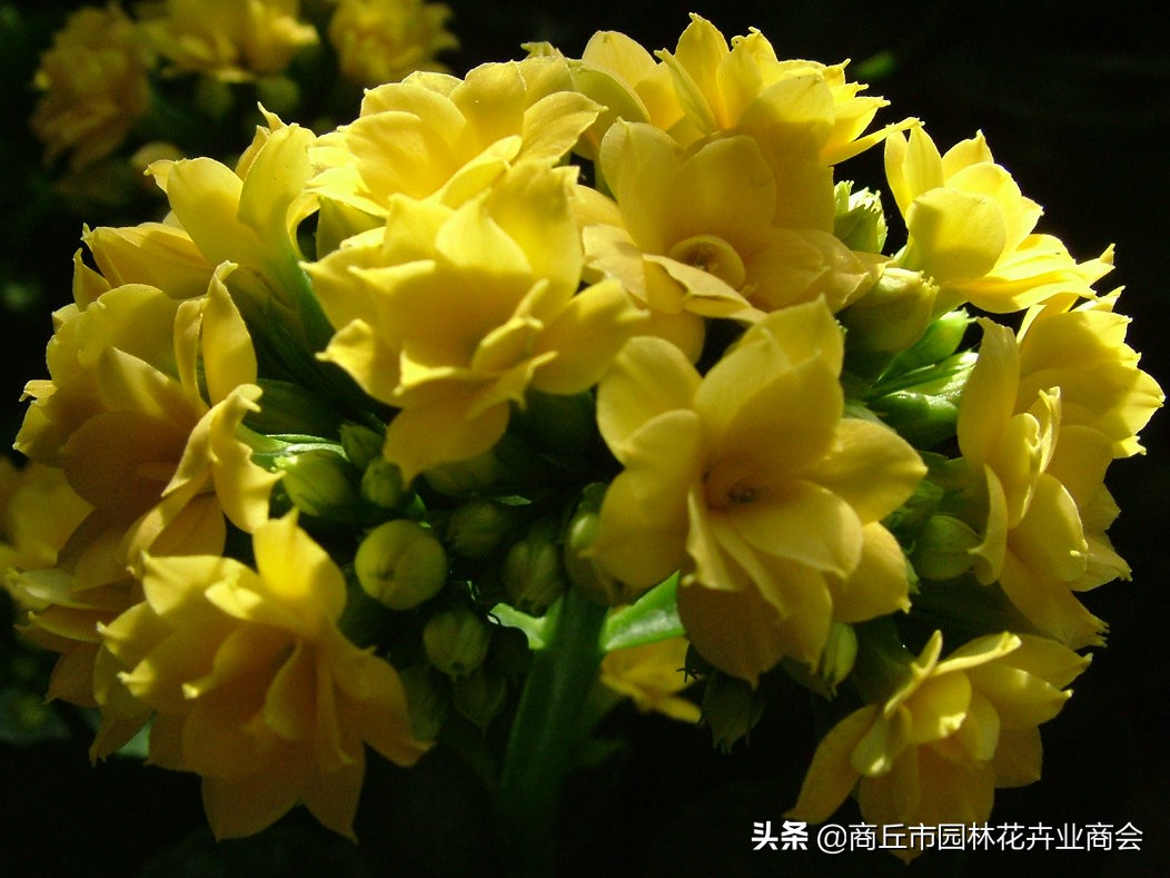 长寿花的病虫害以及防治方法,长寿花常见病虫害有哪些