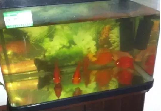 鱼缸水黄对鱼有影响吗,鱼缸水黄有泡沫怎么回事