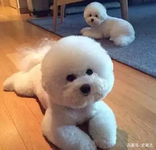 比熊怎么辨别是不是飞耳,比熊怎么辨别有没有泪痕