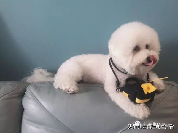 好看又大的宠物包,超好看的宠物包