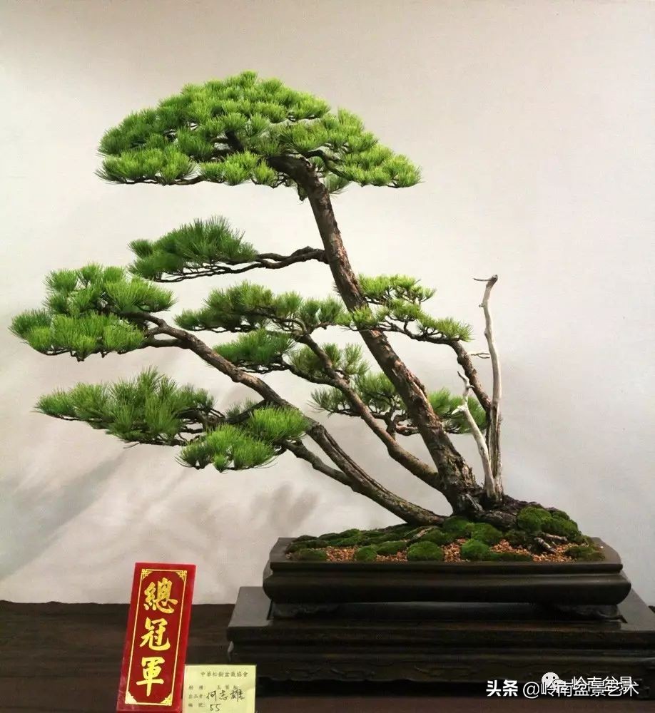 松树在水旱丛林盆景创作中的运用 (松树丛林盆景经典之作)