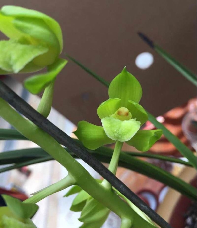 河南洛阳的一颗蕙兰，下山后成为传世名品