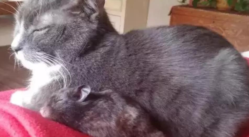 仓鼠捡到一只猫竟把它当儿子养,仓鼠捡到一只被遗弃的小奶猫
