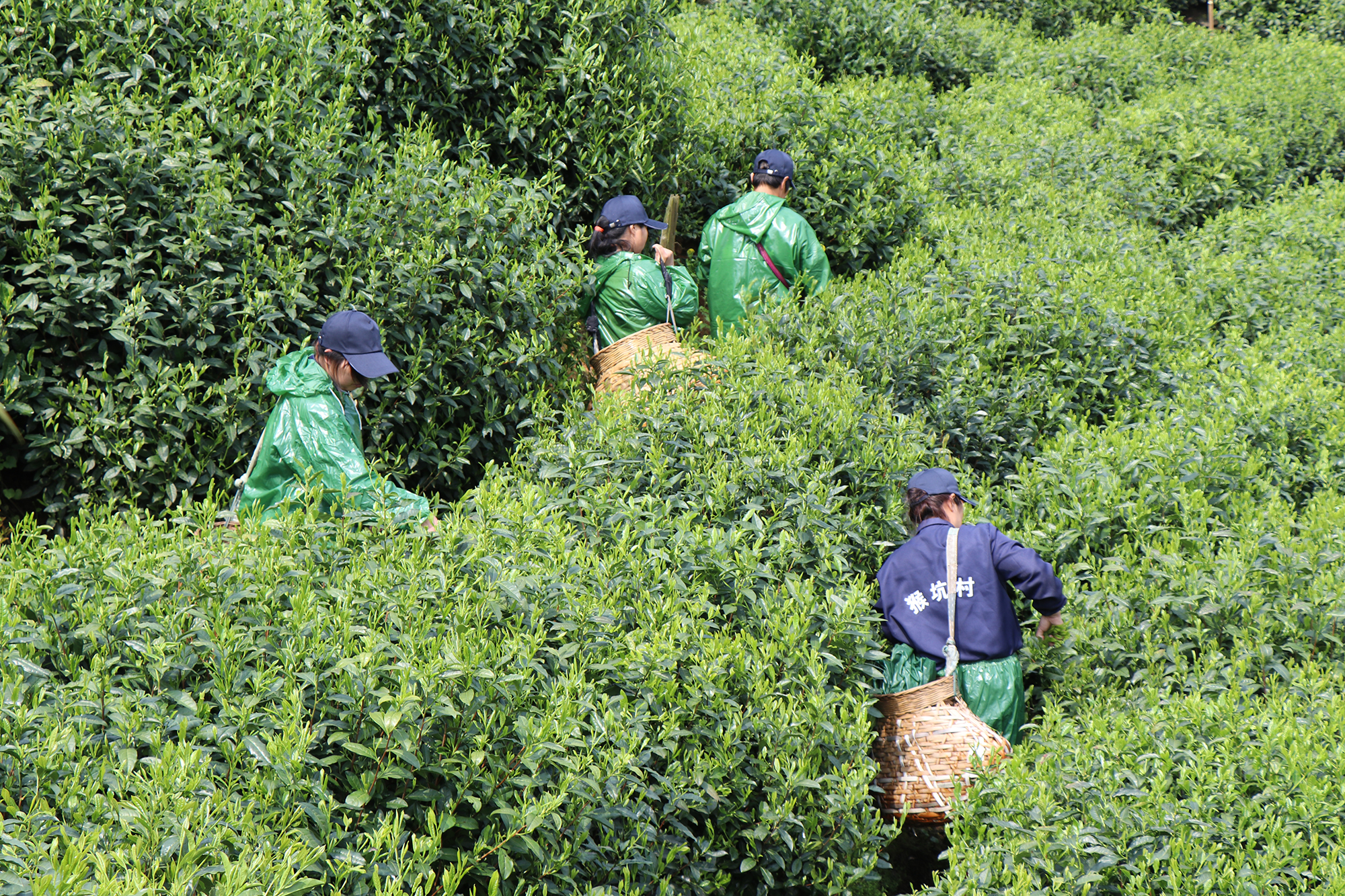2019太平猴魁正式开园采摘！目前品牌价值已达26.44亿