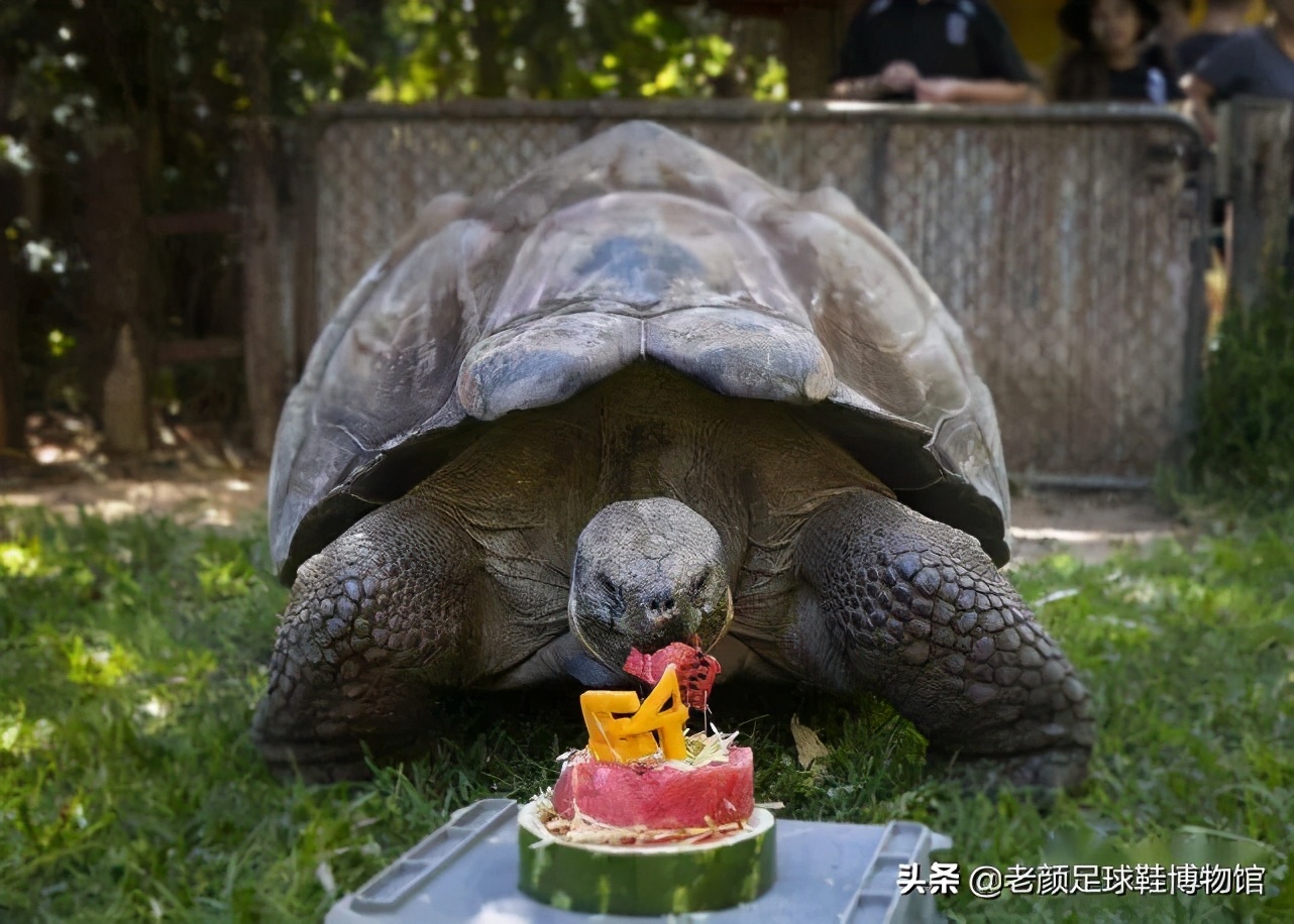 足球球鞋袋鼠皮,澳大利亚产耐克鞋