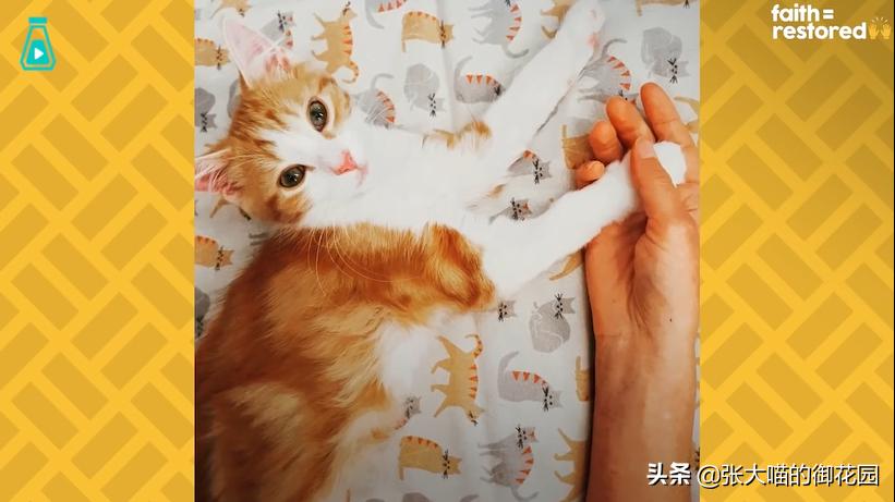 如果你遇到一只流浪猫你会怎么做,如果你遇到流浪猫你该怎么办