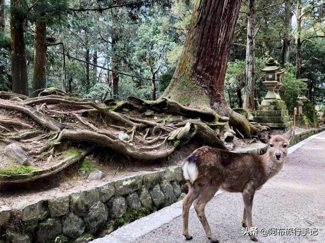 京都和奈良有什么不同,京都和奈良区别