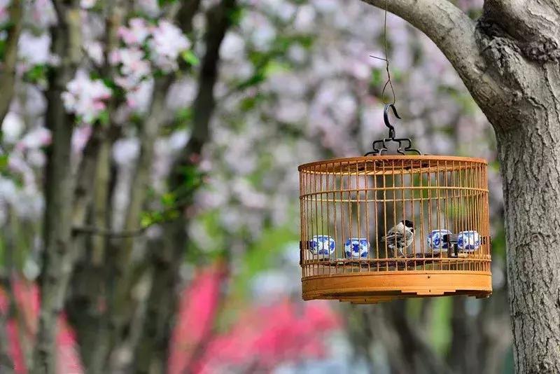 四大名鸟和红子鸟区别,传统笼鸟四大名鸟
