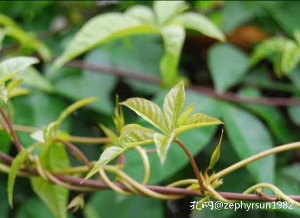 在孔网这片广袤的森林中，有哪些买家深深扎根？