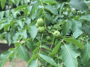 百年老树鲜核桃清香脆甜特别嫩,好吃到停不下来的野生山核桃