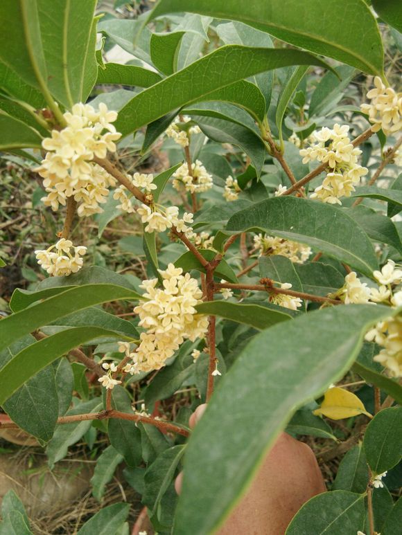 桂花叶子发黄掉落，注意3点小细节，恢复生机花香十里