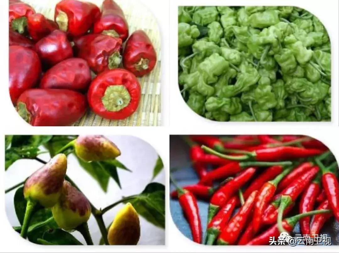 五一节邀您看《味道云南》第二季有一种美食叫“傣味”