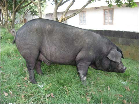 中国42种濒临灭绝的猪,中国土猪灭绝了哪几个品种