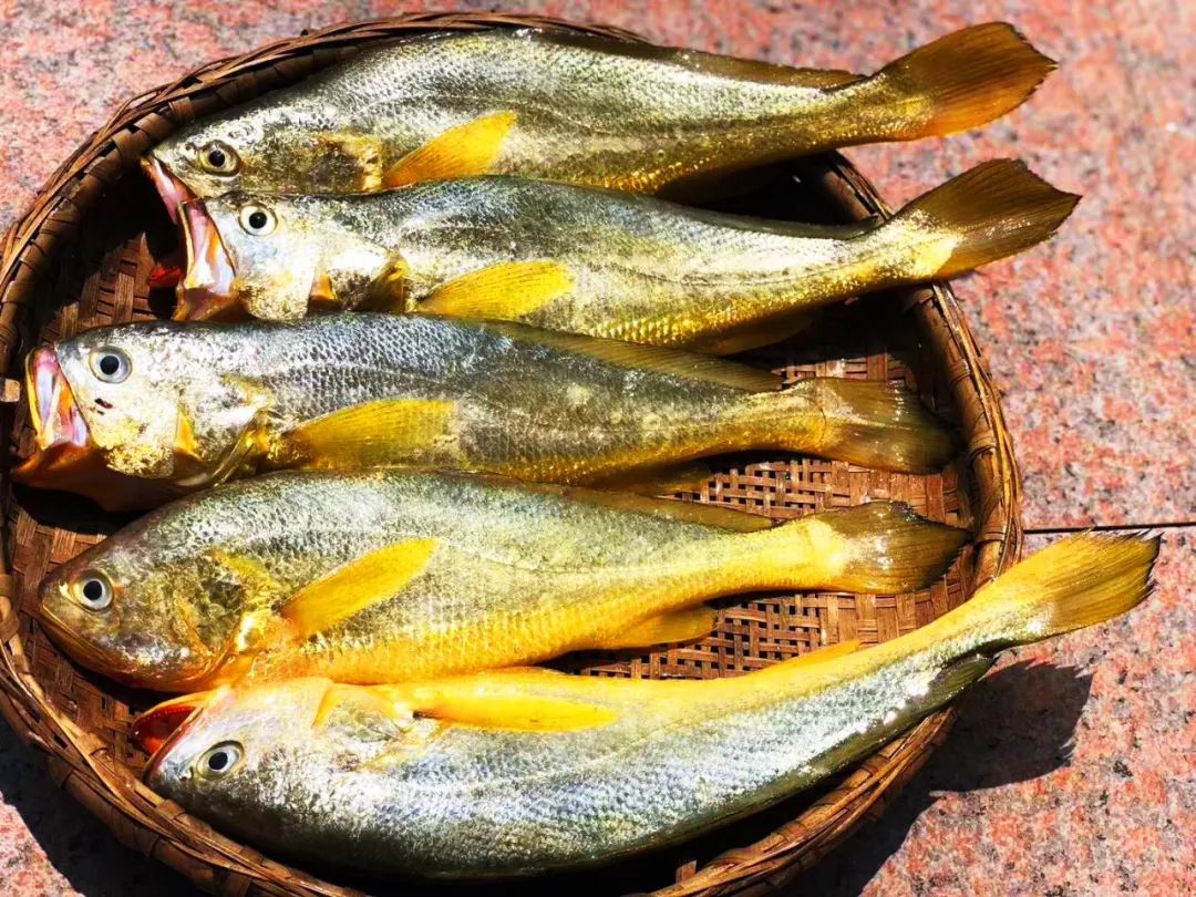 告别北上广：女白领朋友圈直播捕鱼，看了才知道什么是硬核海鲜