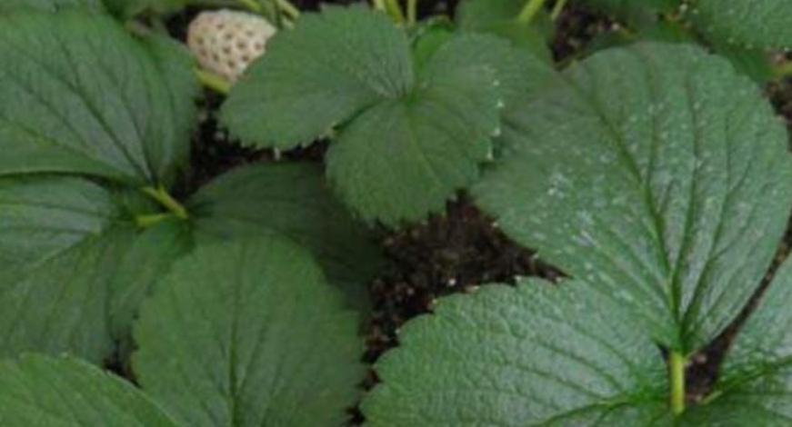 种菠萝的步骤是什么呀,种菠萝需要怎样的土壤