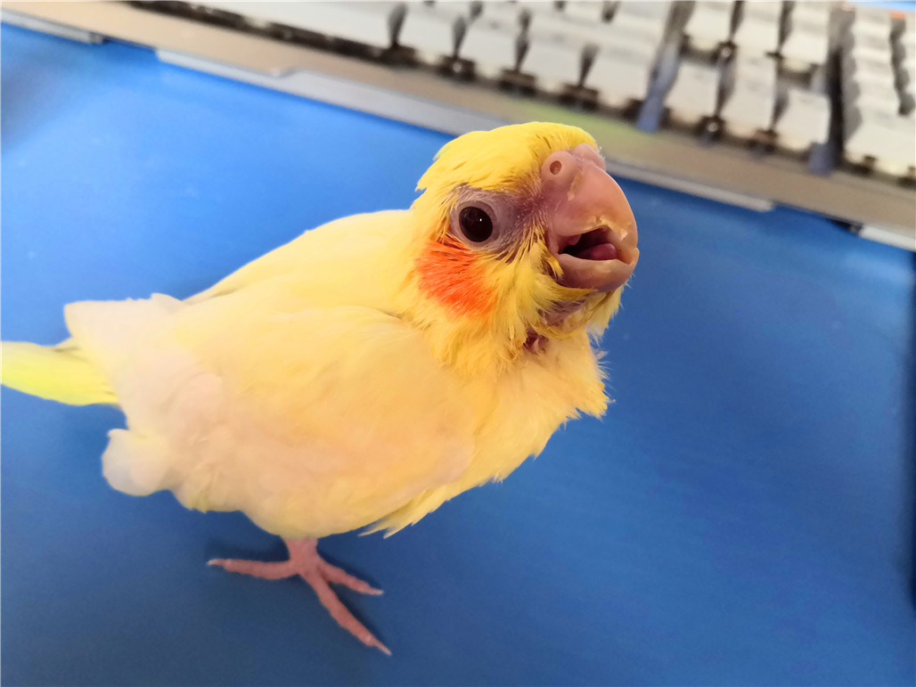 手养玄凤鹦鹉断奶后怎么自己进食,手养玄凤鹦鹉雏鸟多少天断奶