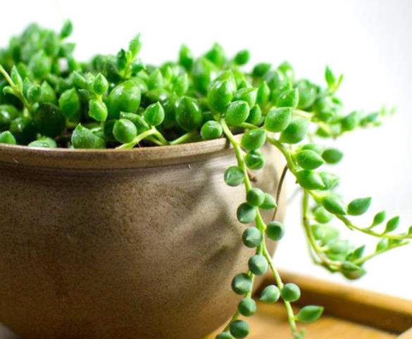 佛珠吊兰腐烂怎么补救,佛珠吊兰为什么会发黄