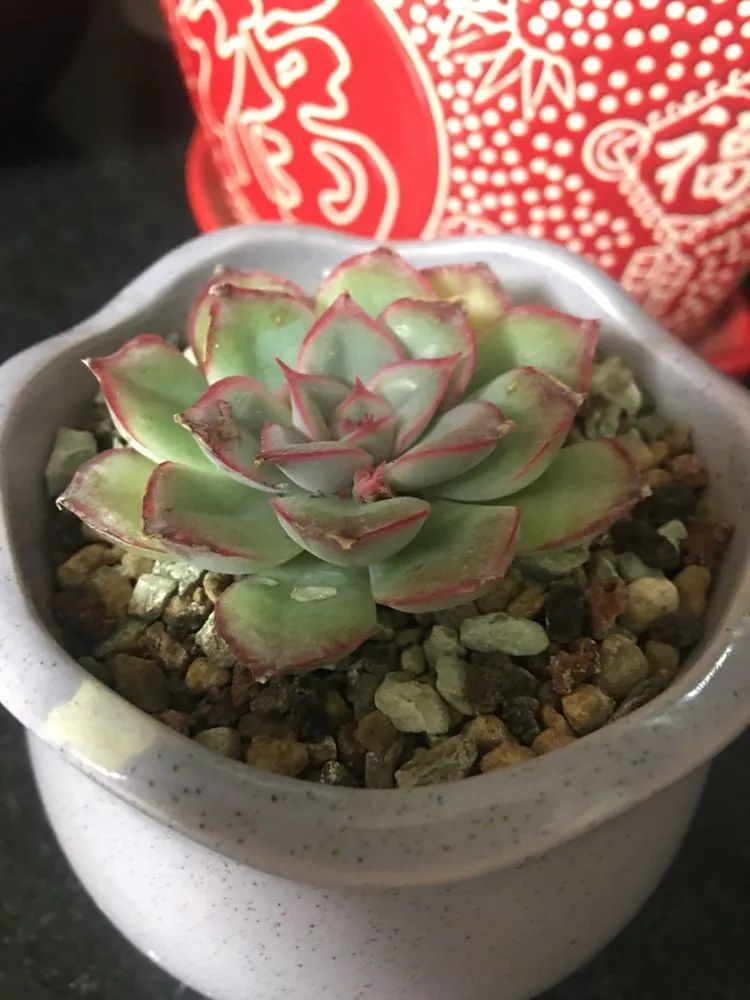 2021牛转乾坤砥砺前行,2021年牛转乾坤时来运转