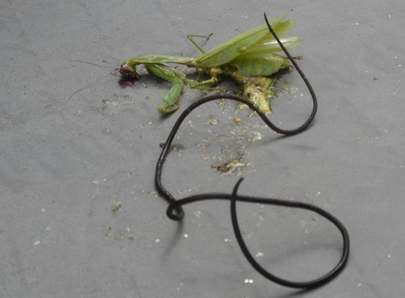 为什么螳螂会跳水自杀,难道脑子被控制了?