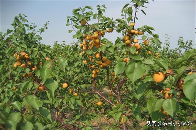 栽培仁用杏前景如何,山杏种植技术大全