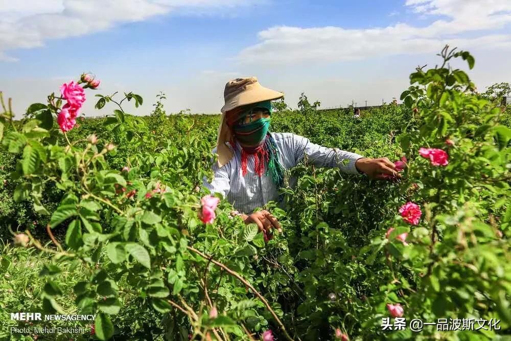 伊犁大马士革玫瑰花,伊朗大马士革纯玫瑰露