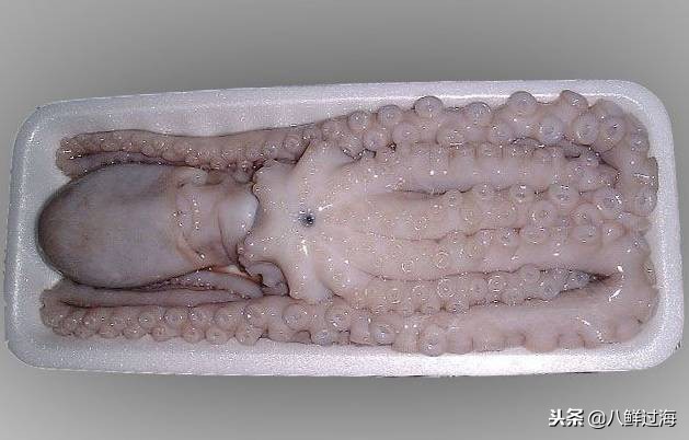 可爱的章鱼适合做章鱼烧,制作一个小型章鱼烧