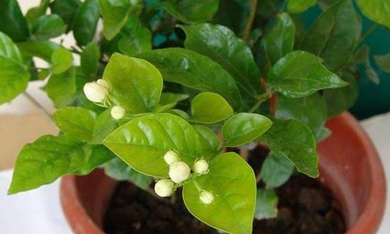 刚买茉莉花怎么养护好,6月份买的茉莉花如何养护长新芽