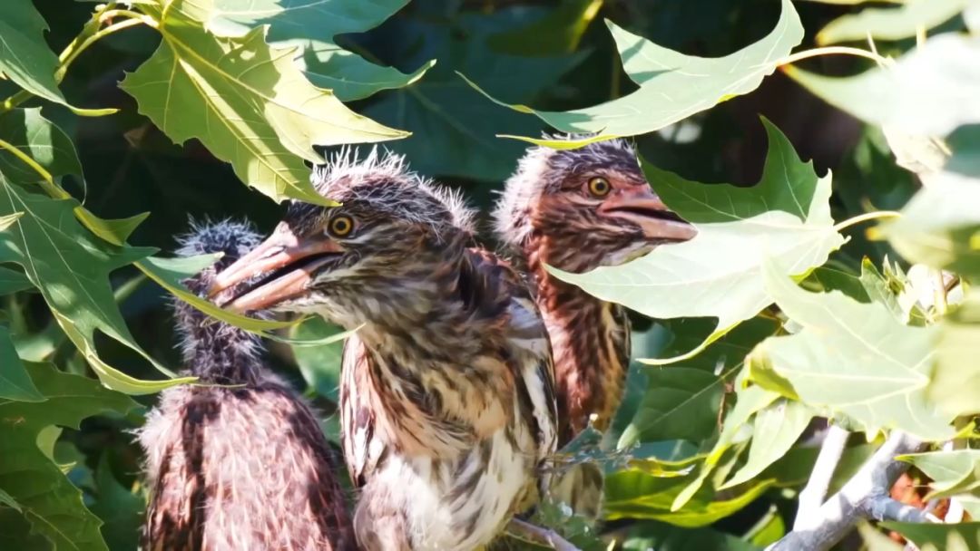 閮戝窞椋為笩瀹跺洯鍥剧墖澶у叏,閮戝窞椋為笩瀹跺洯椋庢櫙