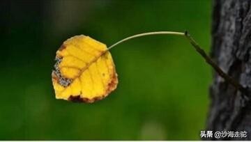 浅秋，静默，心似水